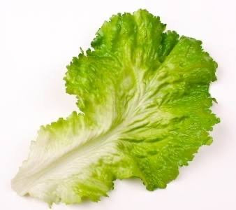 Plastic Lettuce