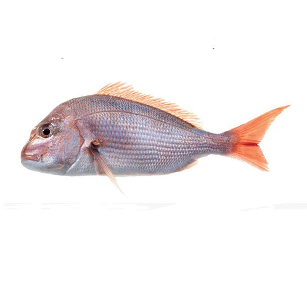 CLASS: Big Fish, Little Fish
