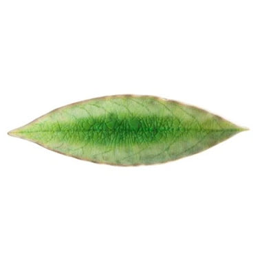 Costa Nova Riviera Leaf