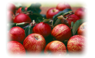 APPLE SCRUNCHIE