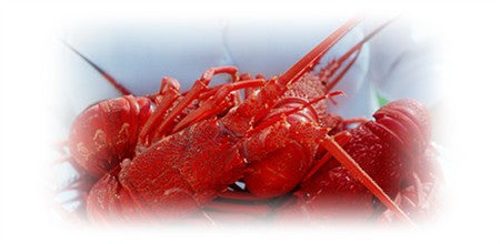 CHRISTMAS DAY CRAYFISH WITH MINTED POTATOES AND SALADS