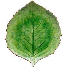 Costa Nova Riviera Leaf