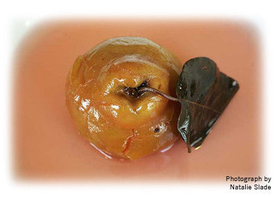 MAGGIE BEER'S POT ROASTED QUINCES