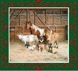 The Discreet Charm of a Country Christmas